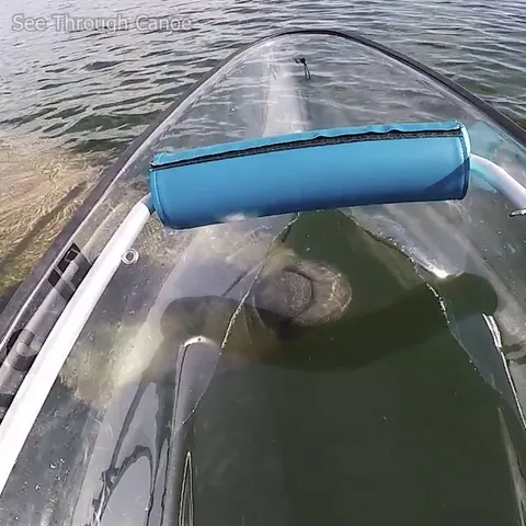 🔥Things are looking up. A manatee looking up through a clear kayak in Tampa Bay, Florida