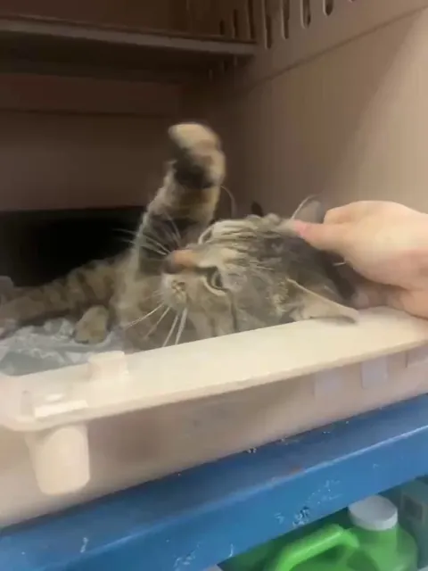 The cute Sympatico from our shelter just discovered love. ❤️❤️❤️
