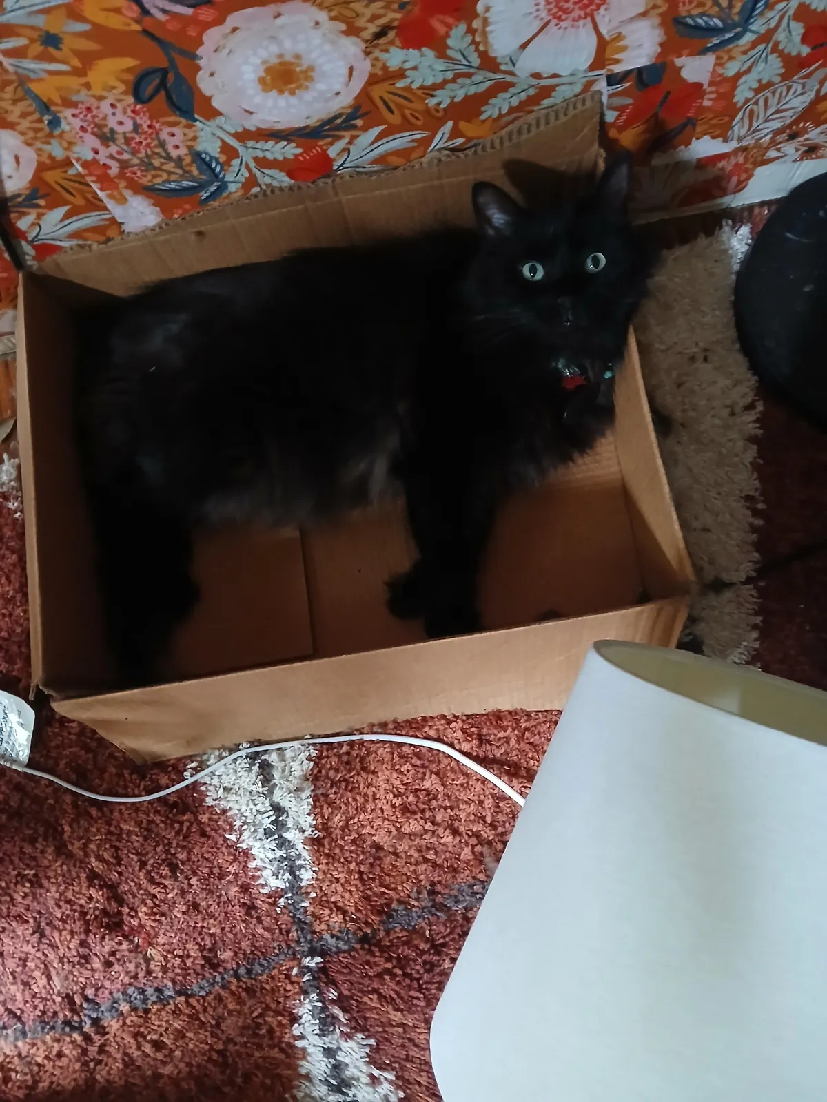 How do you tell your cat that he has to stay inside a whole month because some humans suck?