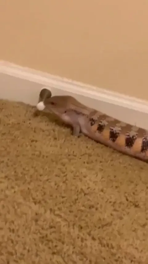 *poiiiiiinnnnnnnnng*