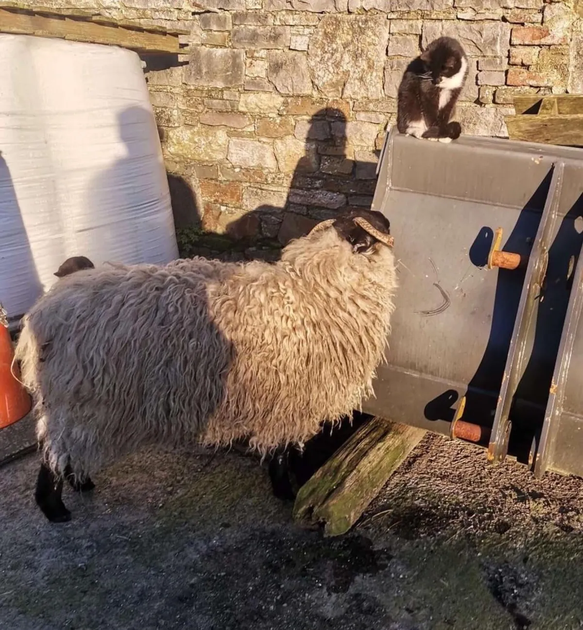 I’ve had Bramble for two years now. He was such a small lamb that I got him for free from a farmer, but he has grown into a very strong boy! I love him so much.