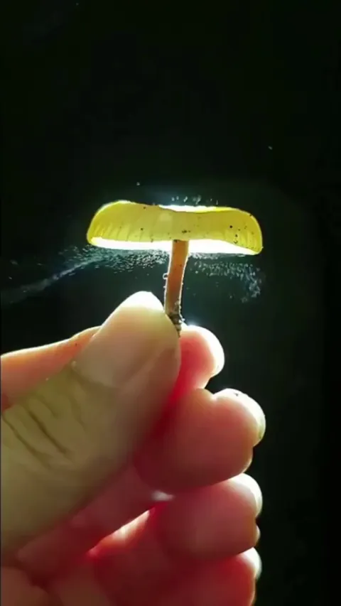 🔥 The spread of fungal spores in the air.