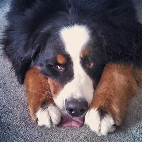 Rolling out the red carpet. 