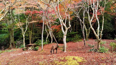 Japan in fall 🍁⛩️🚴‍♀️