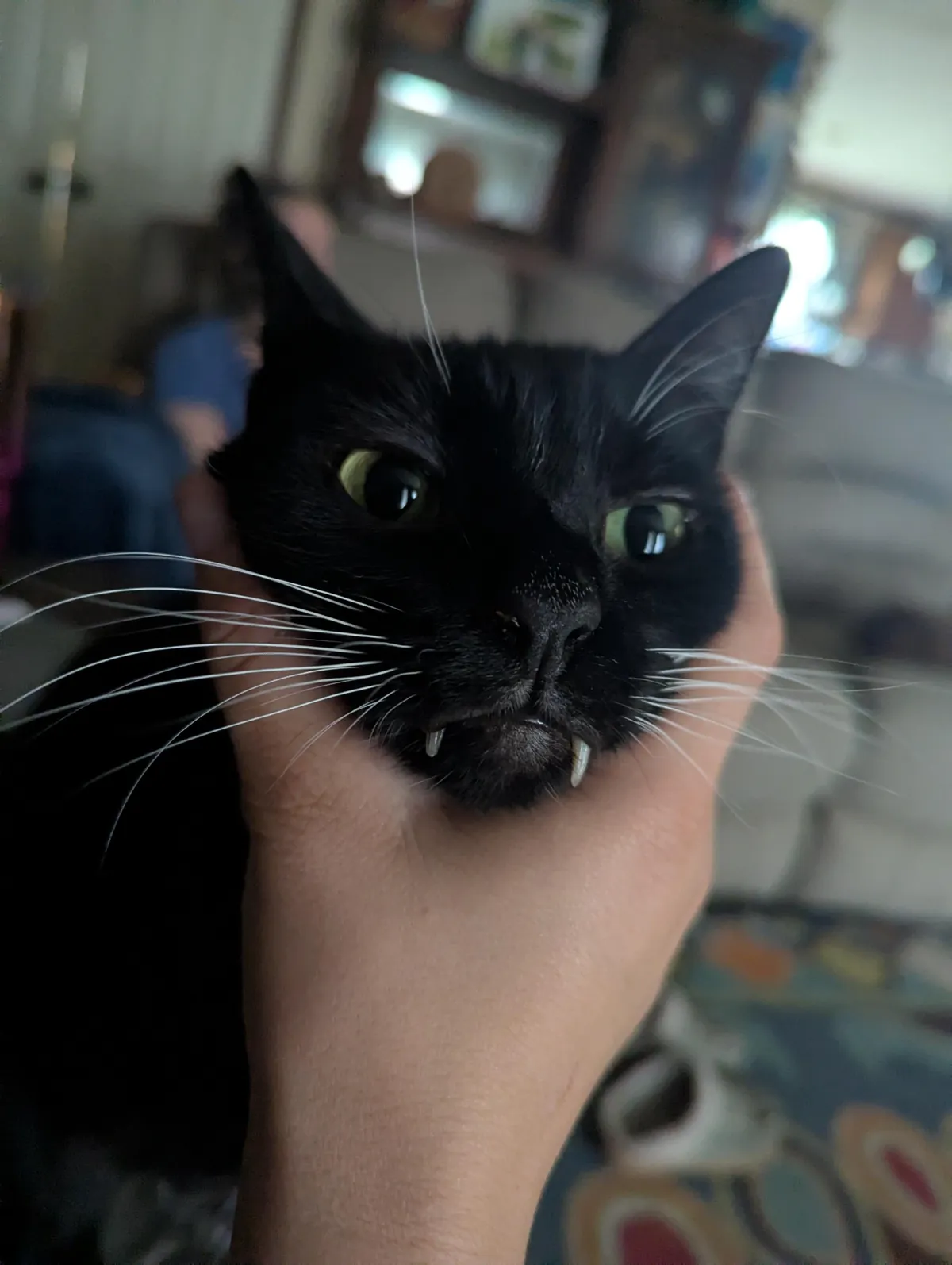 Do any of your cats have this long of teeth? (Ignore how in holding him)