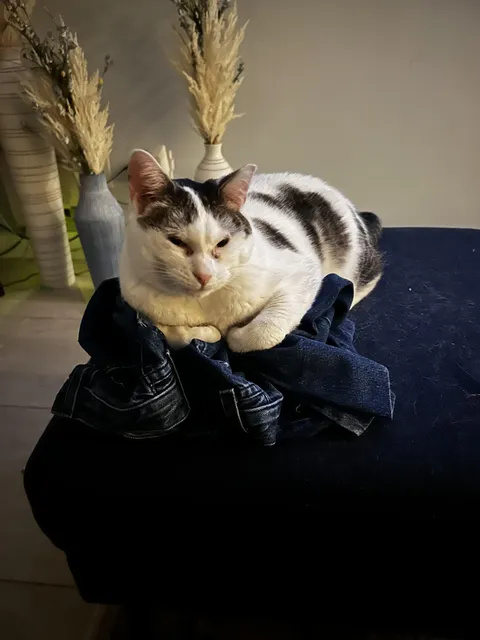 My cat has good jeans