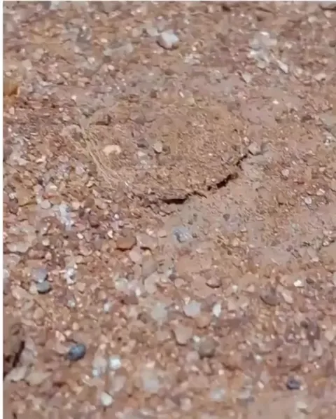 Wolf spiders hide in holes to ambush their prey