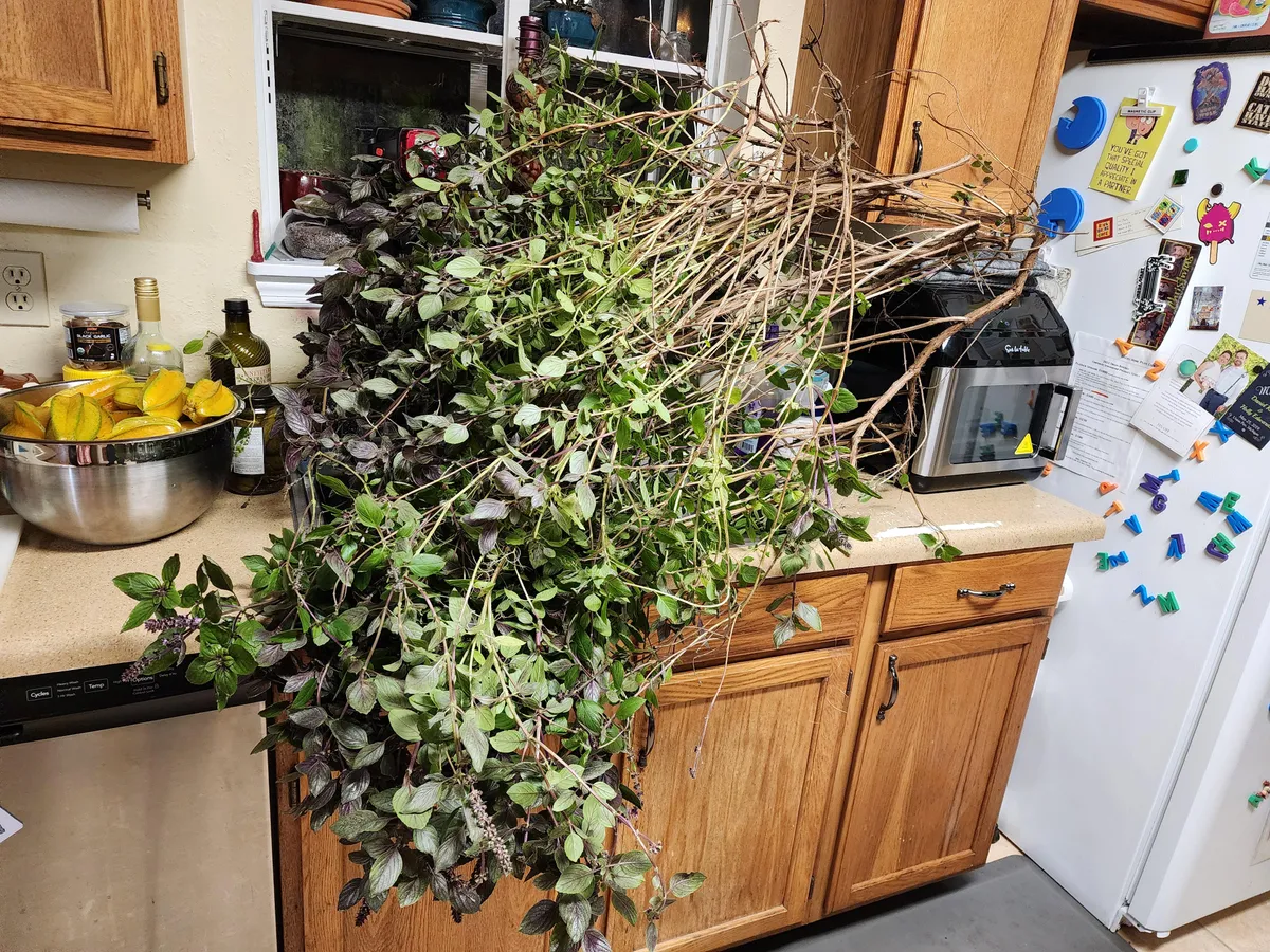 "I'll just make the extra basil into pesto at the end of the season!" 😭