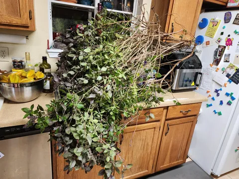 "I'll just make the extra basil into pesto at the end of the season!" 😭