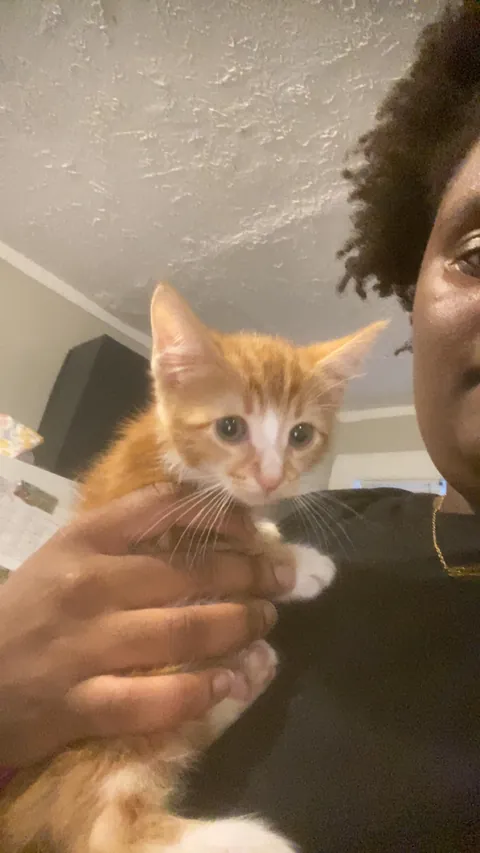 WE FINALLY GOT AN ORANGE CAT🧡🤍!! Everyone, meet and say Hi to Goldie💛😊!!
