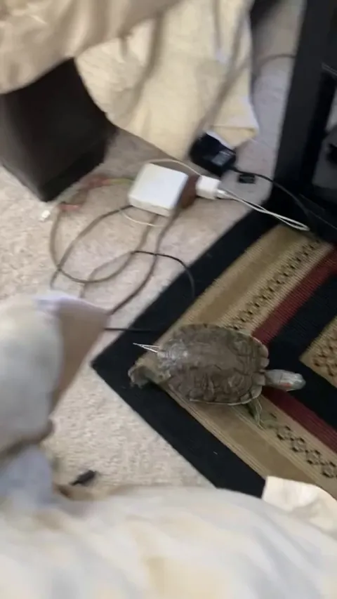My turtle follows me and seeks out affection. Biologist have reached out to me because this is not even close to normal behavior. He just started one day and has never stopped. I don’t know why.