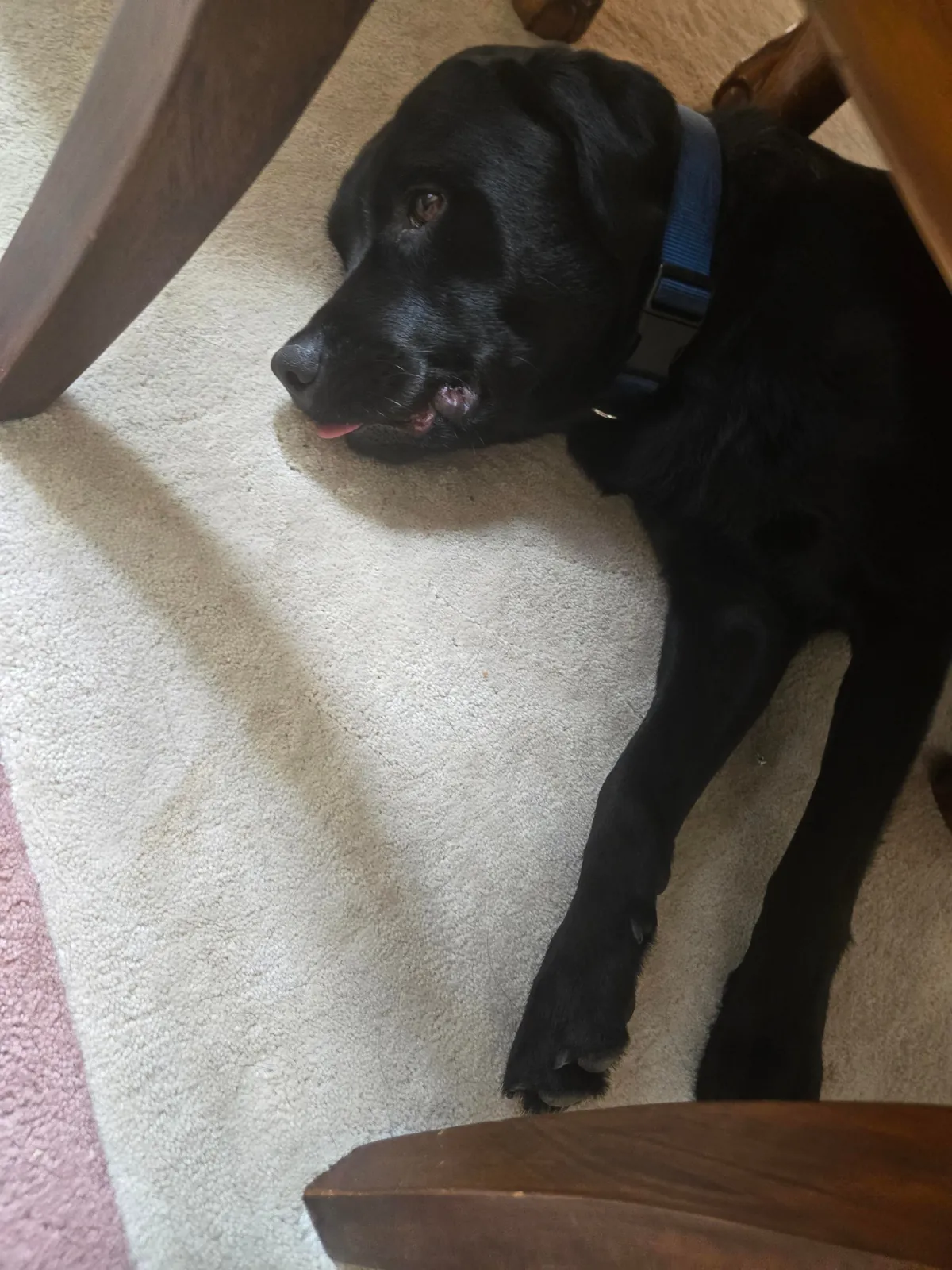 The best pictures of my 3 year old Black Lab!