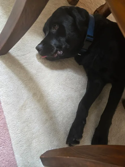 The best pictures of my 3 year old Black Lab!