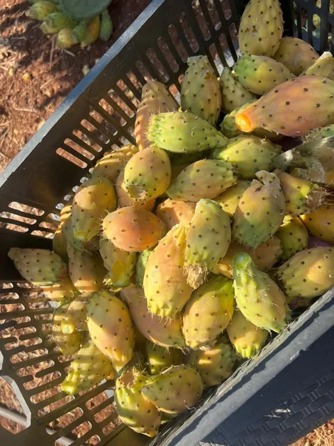 Everything my fruit garden produced this year. I’m so grateful 