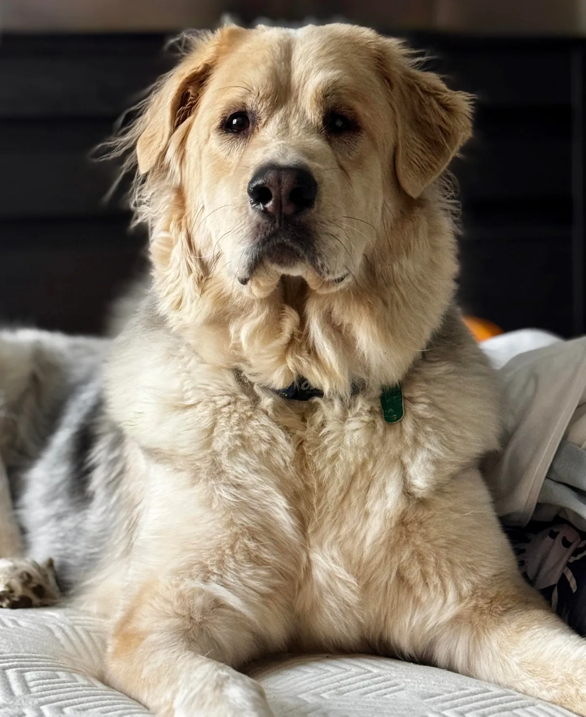 The sweetest polar bear Odin loves to watch his mom work.