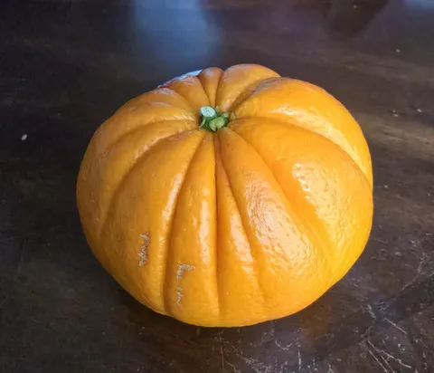 This very large orange looks like a very small pumpkin