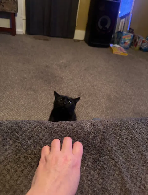 This is my cat Mooch. I think he’s cute.