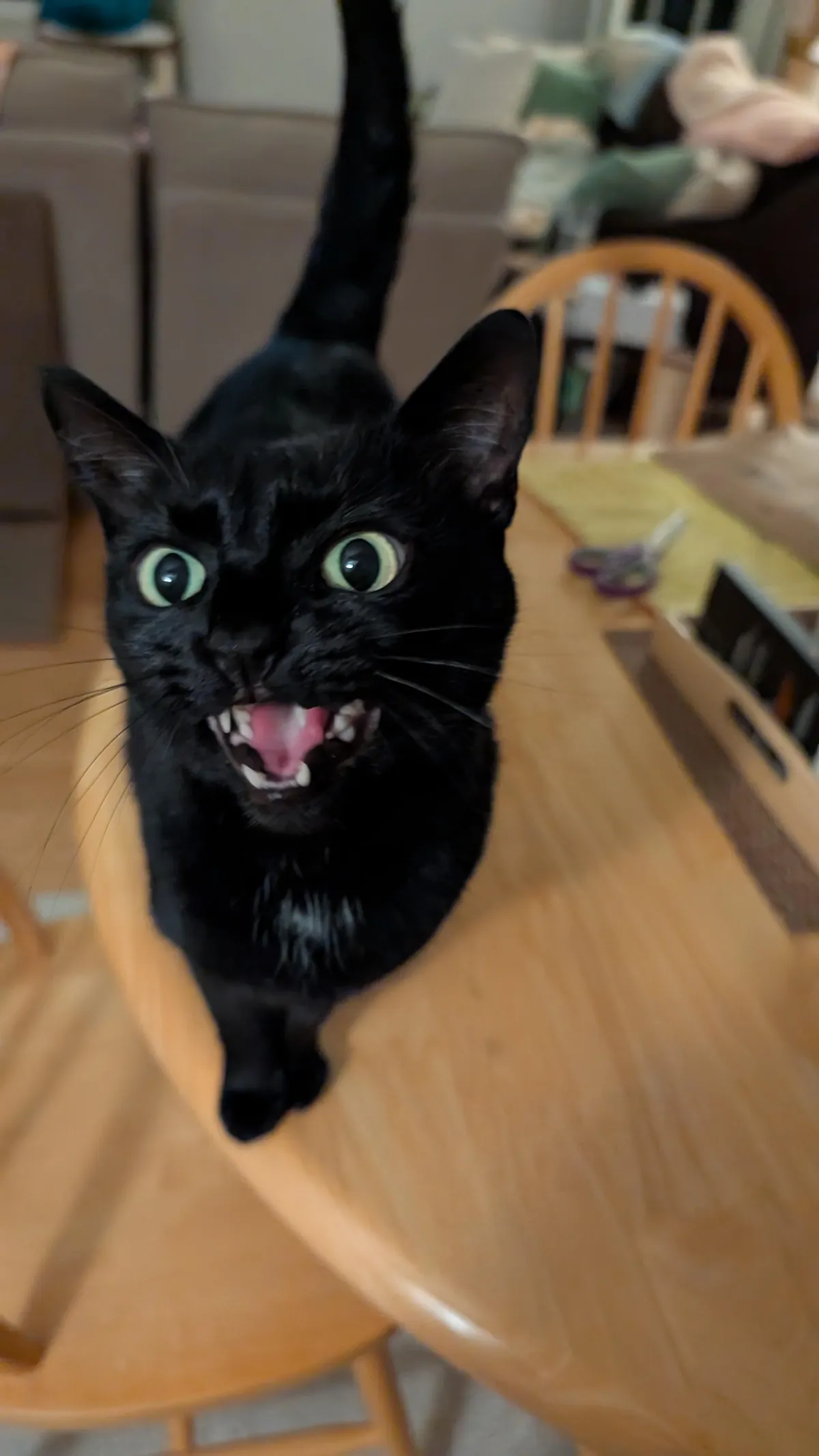 Are all black cats just really talkative? Anyone else have a very loud demanding void? 🖤