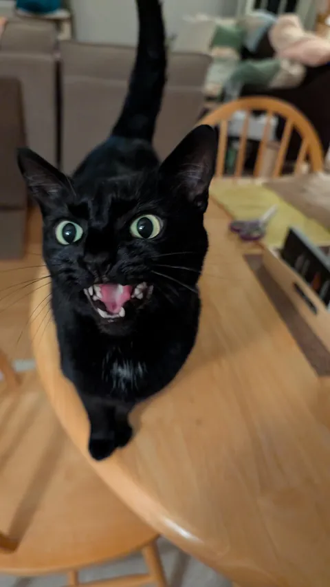 Are all black cats just really talkative? Anyone else have a very loud demanding void? 🖤