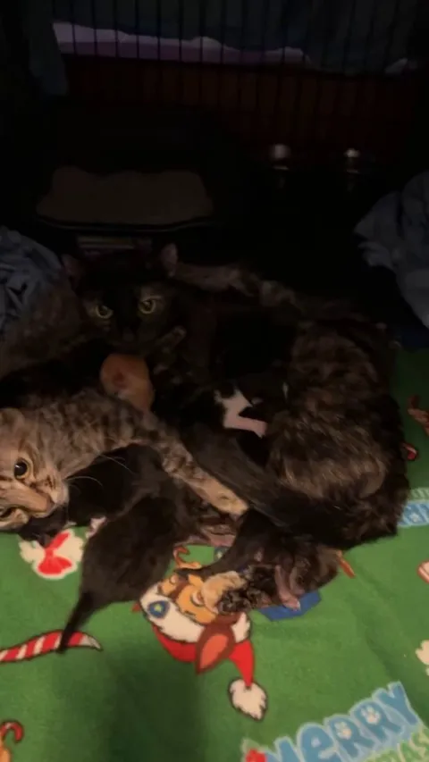 The mama’s and their babies 💕