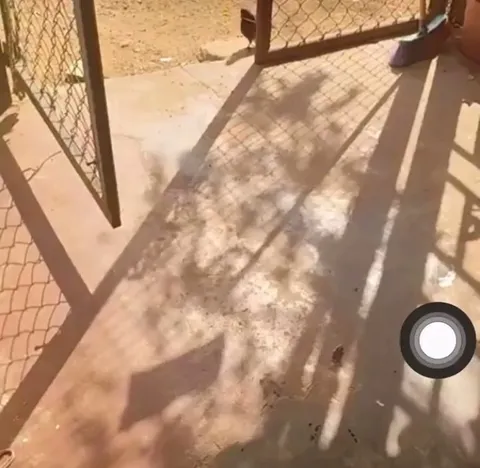 Dove makes a nest for mama cat