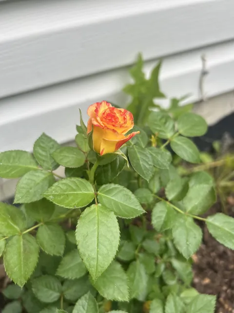 2 months ago I bought a mislabeled raspberry bush, today I have the coolest rose I’ve ever seen!