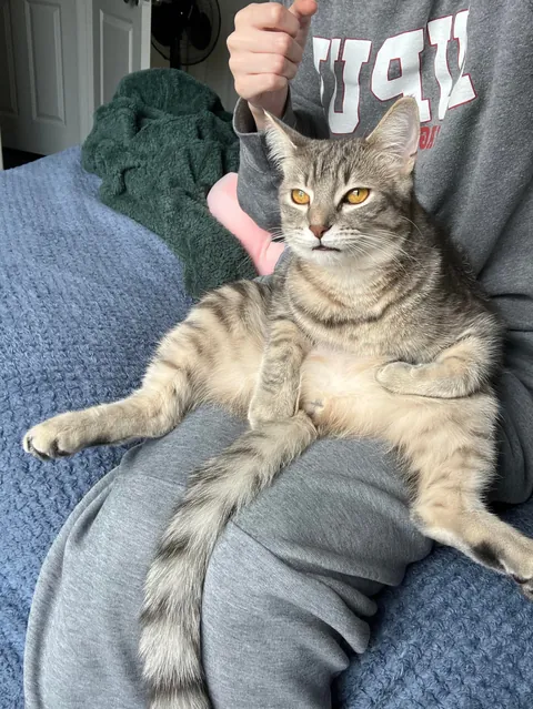 He bit my roommate so I’m posting his ugliest pics