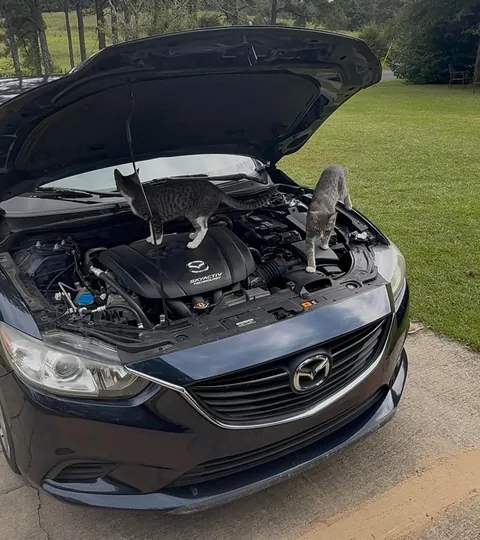 They came to check out the issue themselves 🙄🙄