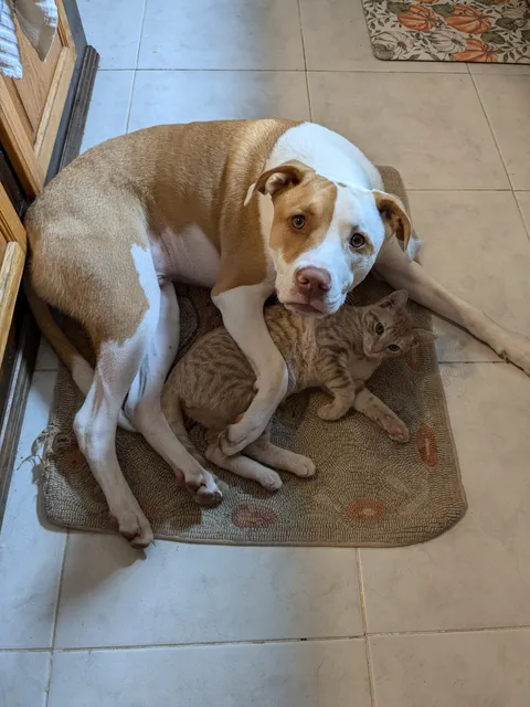 [OC] Bruce missed his kitty Derby while he spent a night away at the vet. 