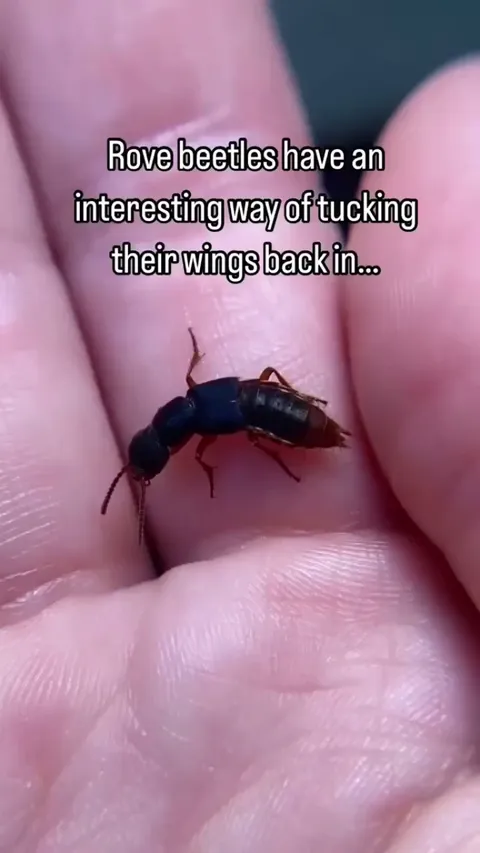 Rove beetles (family Staphylinidae) possess a unique wing-folding mechanism that differs from most beetles due to their extremely short elytra, which leave much of the abdomen exposed.