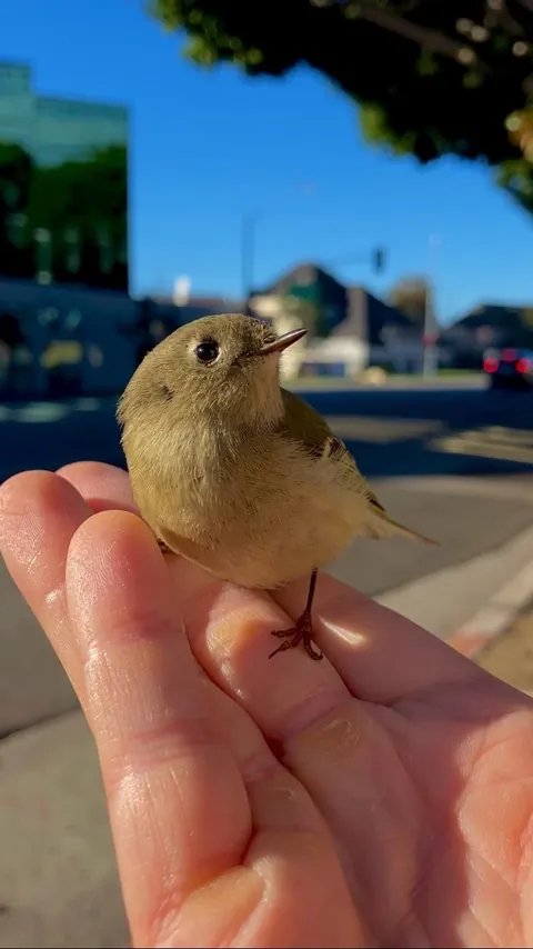 Saved a bird in shock on the sidewalk from being stepped on (first pic is just before I released it!)