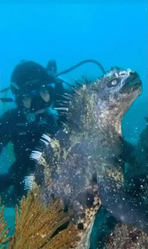 This marine iguana swimming