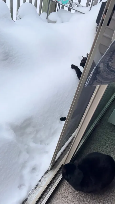 My cat, failing to understand the structure of snow…