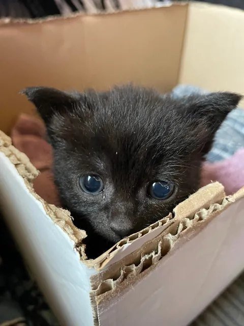 Mortimer The Frostbitten Kitten