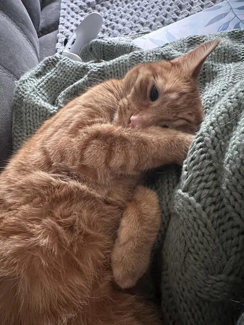 Literally in tears from exhaustion. Cat will not let us sleep. Please help. Serious replies, I’m begging.