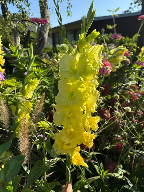 My Fall Garden 💚🌸🧚🍃🍁