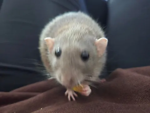 Jimily is over overweight!