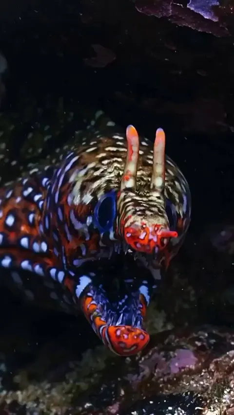 🔥The dragon moray eel, also known as the leopard moray or the dragon eel, is found in the tropical waters of the Indo-Pacific