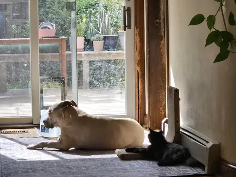 This diabetic, "aggressive" senior was slated to be euthanized 10 mins before I begrudgingly claimed her. She is the light of my life and I'm so glad I took a leap of faith!