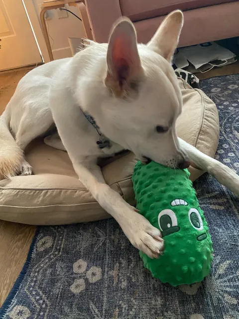 Fern update 1yr later