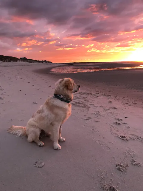 Can we just admire a picture my mom took of a good boy for a moment?