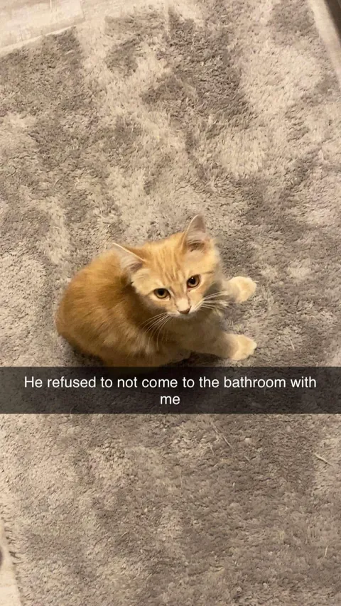 I would love if anyone could ask questions about my sweet peanut🕊️