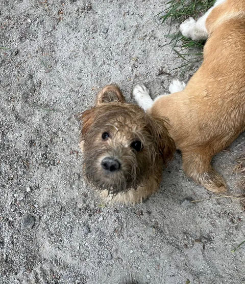Before and after dog park