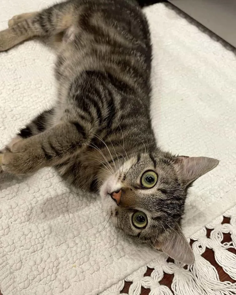 Is it ok to have a job where you work 40 hours a week and still own a cat?