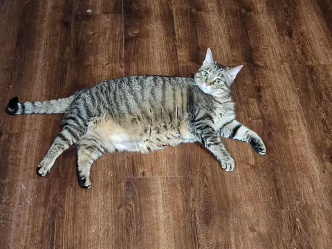 Distended stomach or just fat?