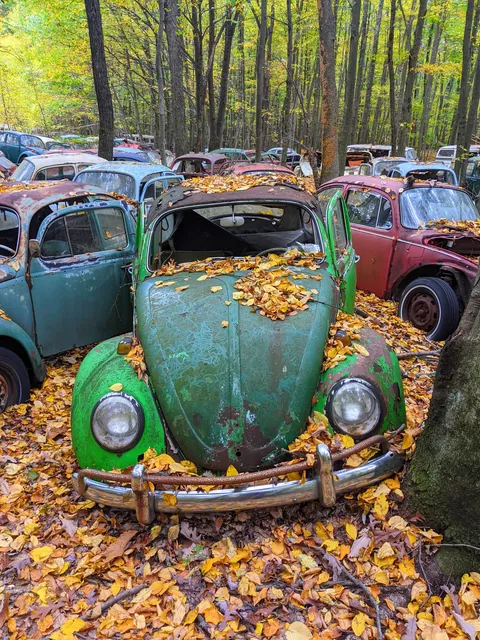 Bug infested woods in the fall (OC)