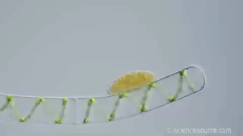 The Vampire Amoeba. It sucks other miscroorganisms as its food.