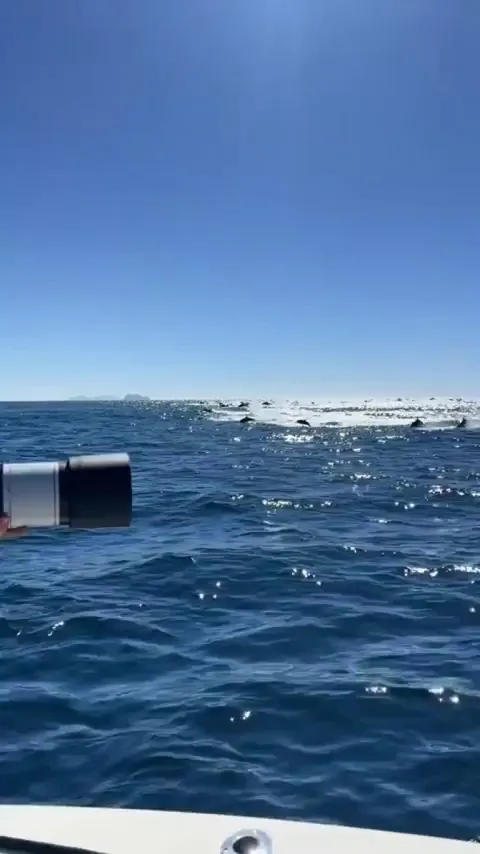 🔥 5000 Dolphin Stampede (San Diego 10/16/2025)