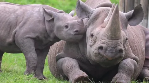 Baby Rhino with his mother (Children behave like Children no matter what species they are)