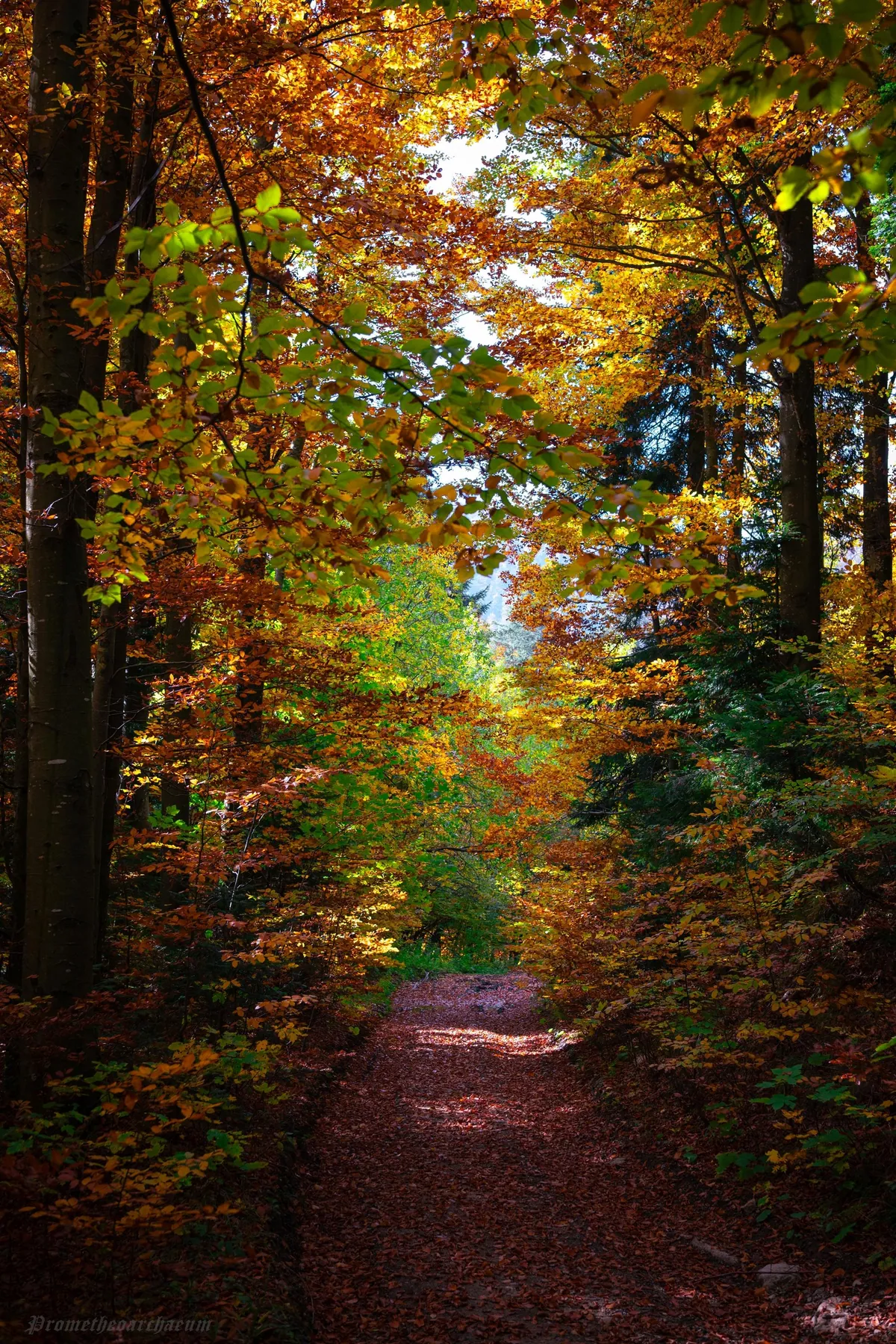 Autumn in Mrzla Vodica, Croatia [OC] [2007x3008]